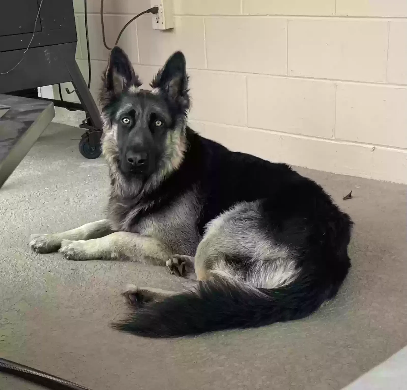 Axel, German Shepard Dog for adoption in Valrico, FL, 33596