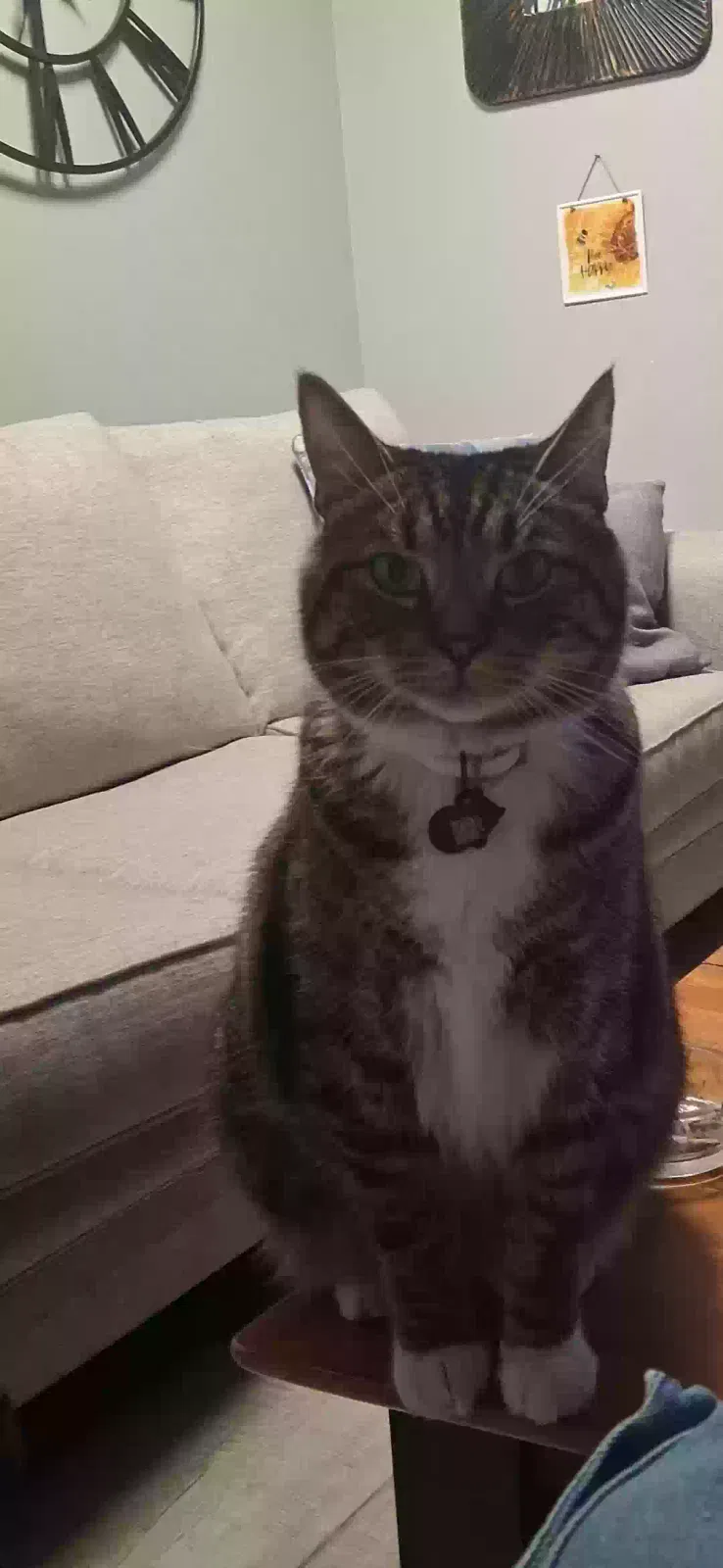 Cat, Unknown Cat for adoption in Terryville, CT, 6786