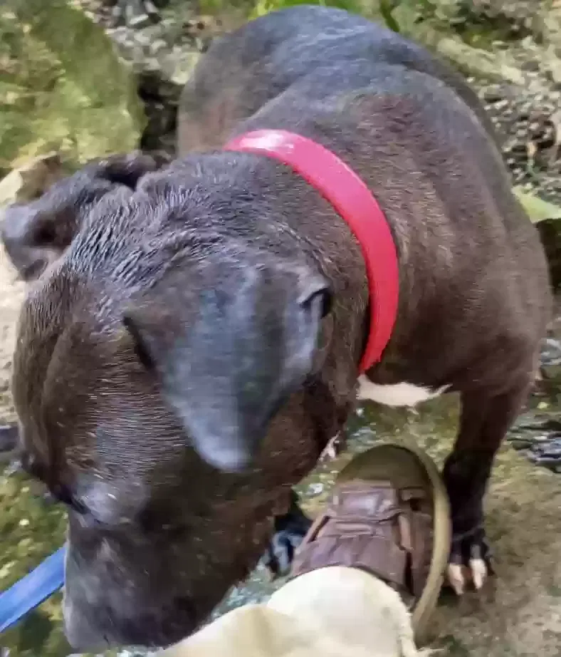 Lauren, bull terrier Dog for adoption in Durham, NC, 27707