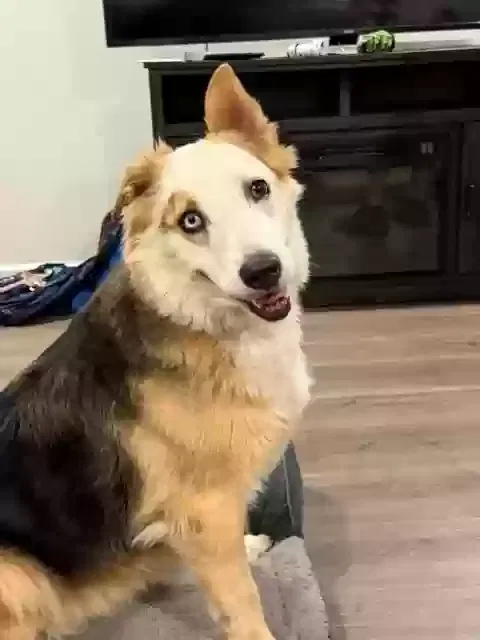 Henley, Shepherd Dog for adoption in Spanish Fort, AL, 36527