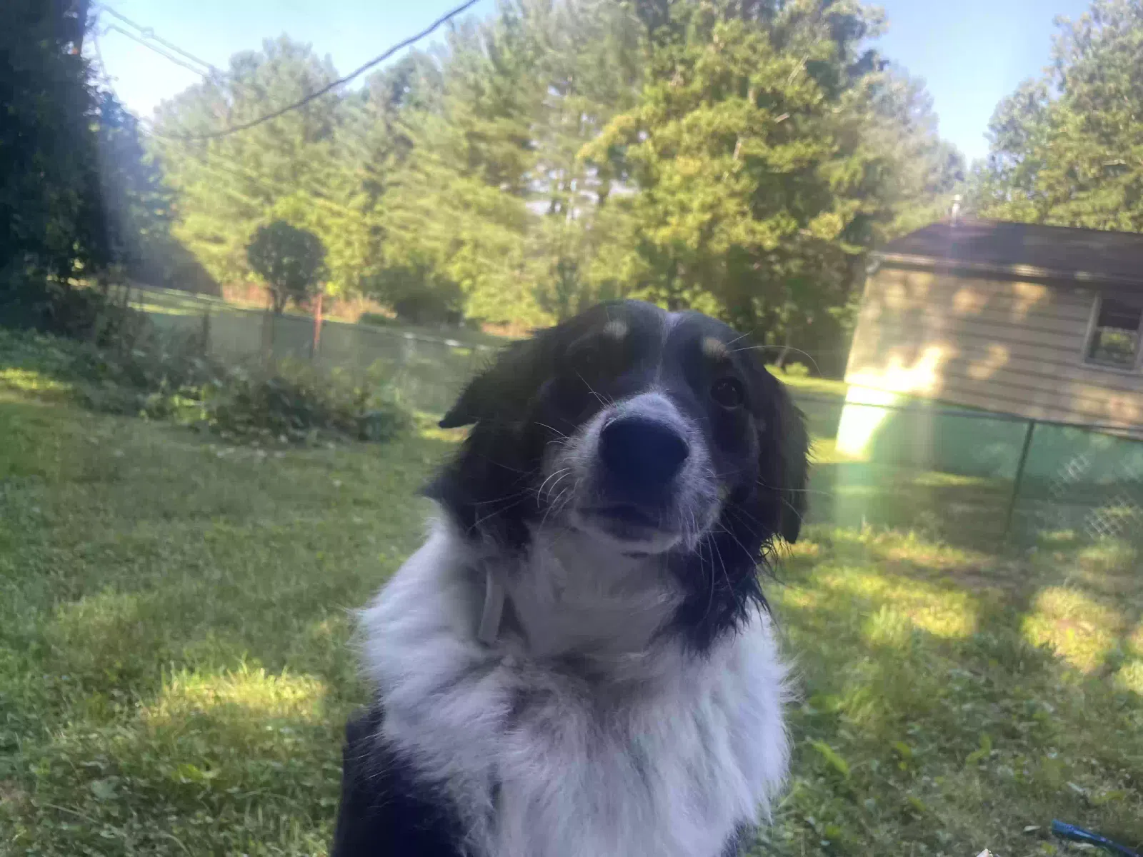 Roxy, Australian shepherd/border collie Dog for adoption in Bloomington, IN, 47408