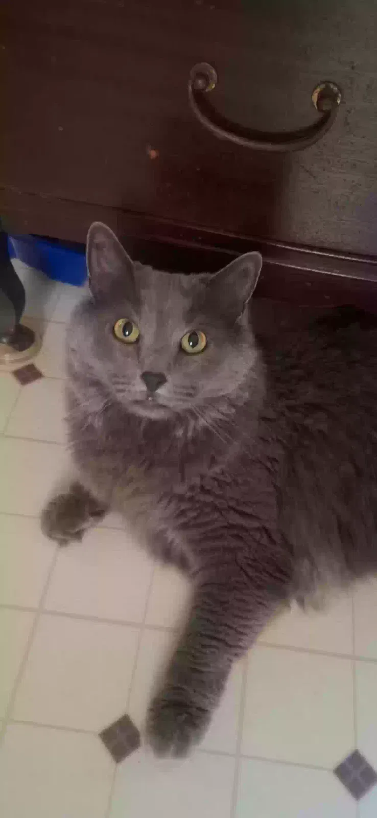 Willow, Nebelung Cat for adoption in Mc Calla, AL, 35111