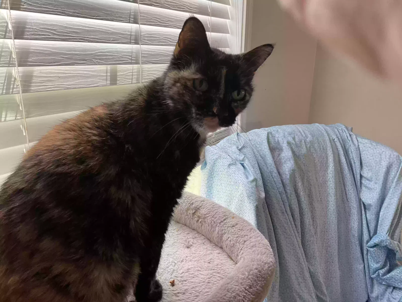 Mo Mo, Do not know Cat for adoption in Jennings, LA, 70546