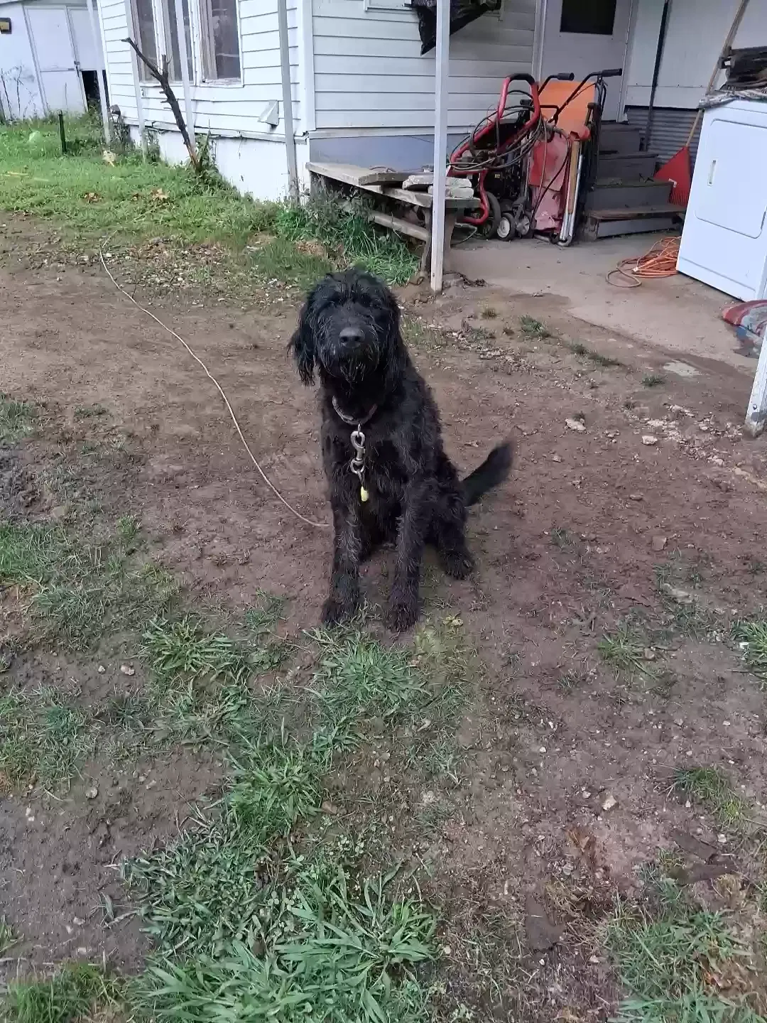 Tango, labradoodle/dobie mix Dog for adoption in Chicopee, MA, 1020