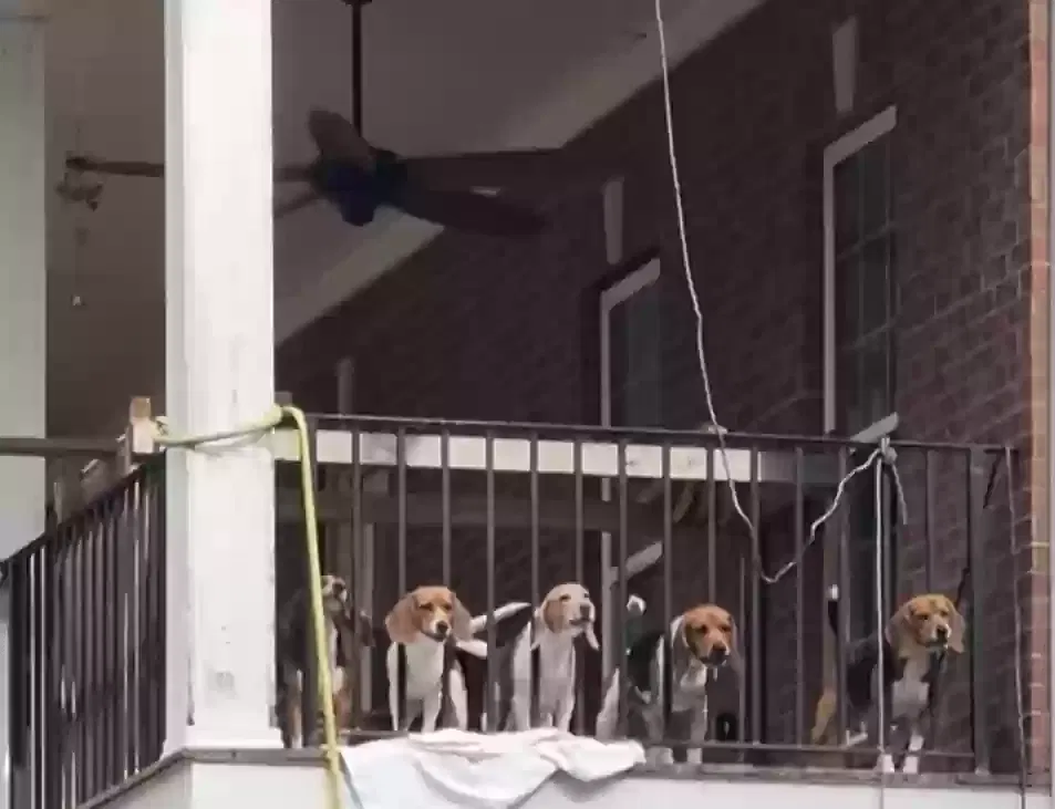 Dog, Beagle Dog for adoption in Conyers, GA, 30012
