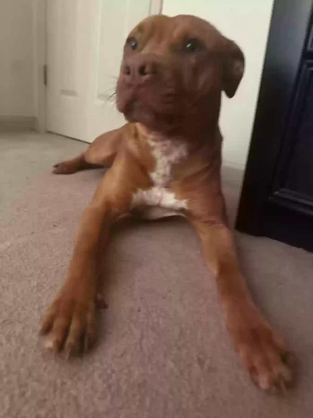Dog, Red pit Dog for adoption in Stockbridge, GA, 30281
