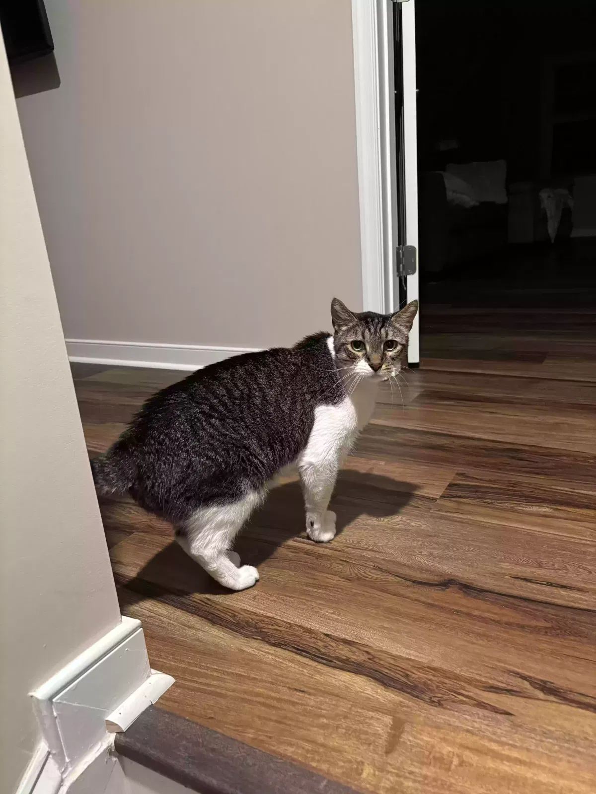 Ming, Short Hair Cat for adoption in Aylett, VA, 23009