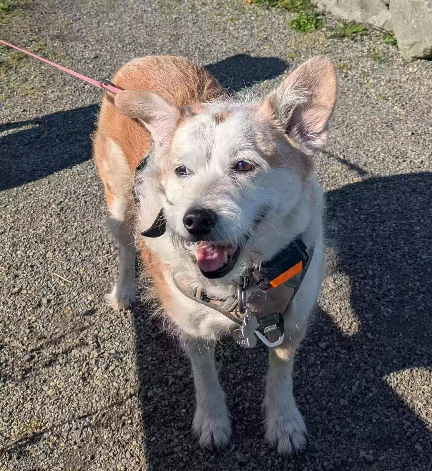 Yumi, Terrier mix Dog for adoption in Gig Harbor, WA, 98335