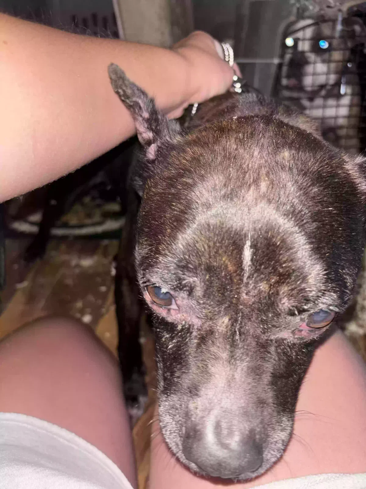Dog, Olde English bulldog / Boston Terrier Dog for adoption in Adrian, MI, 49221