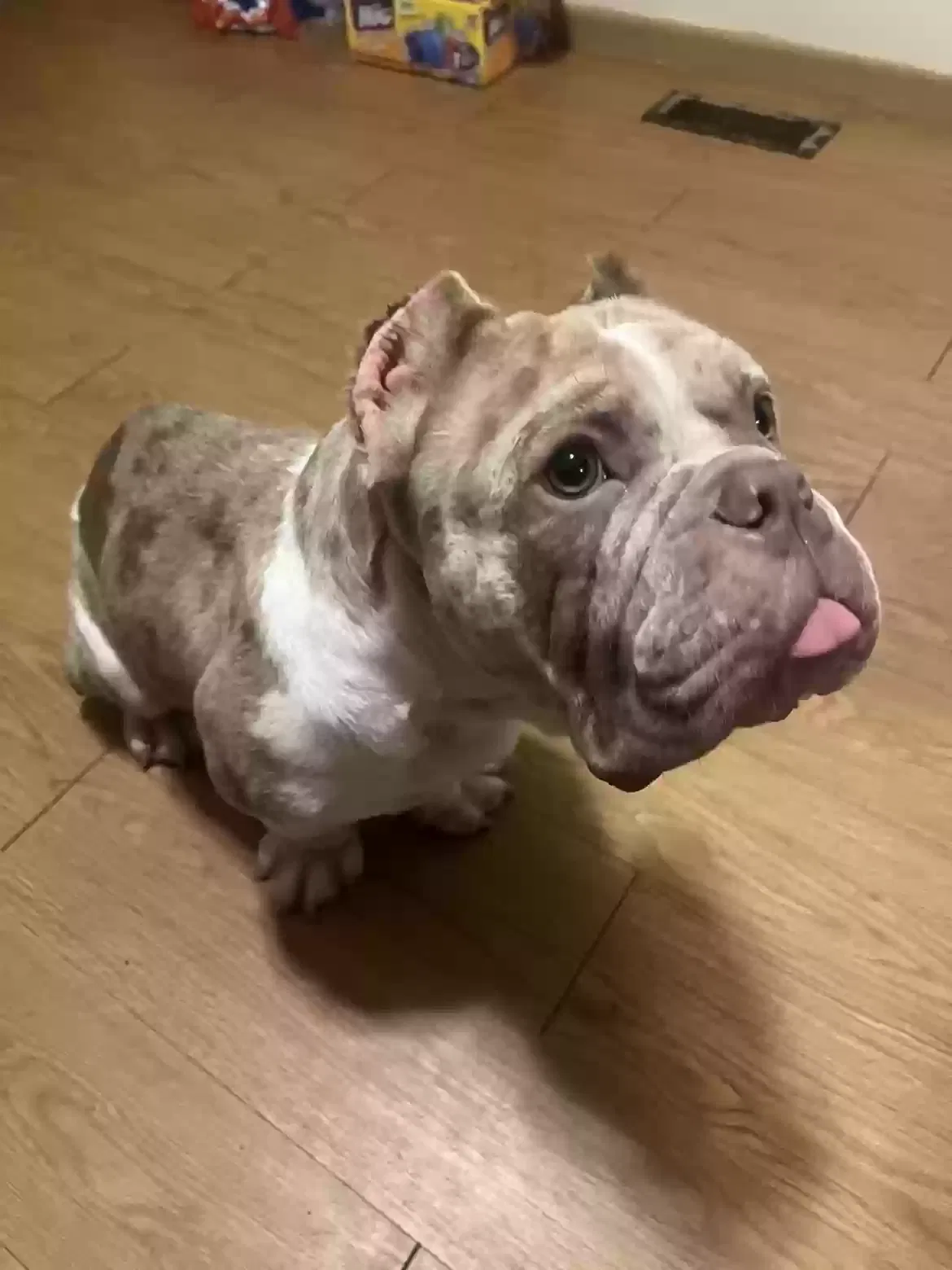 Queen/Pearl, Unknown Dog for adoption in Middletown, OH, 45044