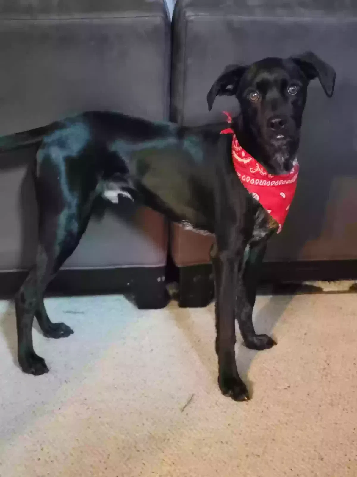 Dog, Unknown Dog for adoption in Acworth, GA, 30101
