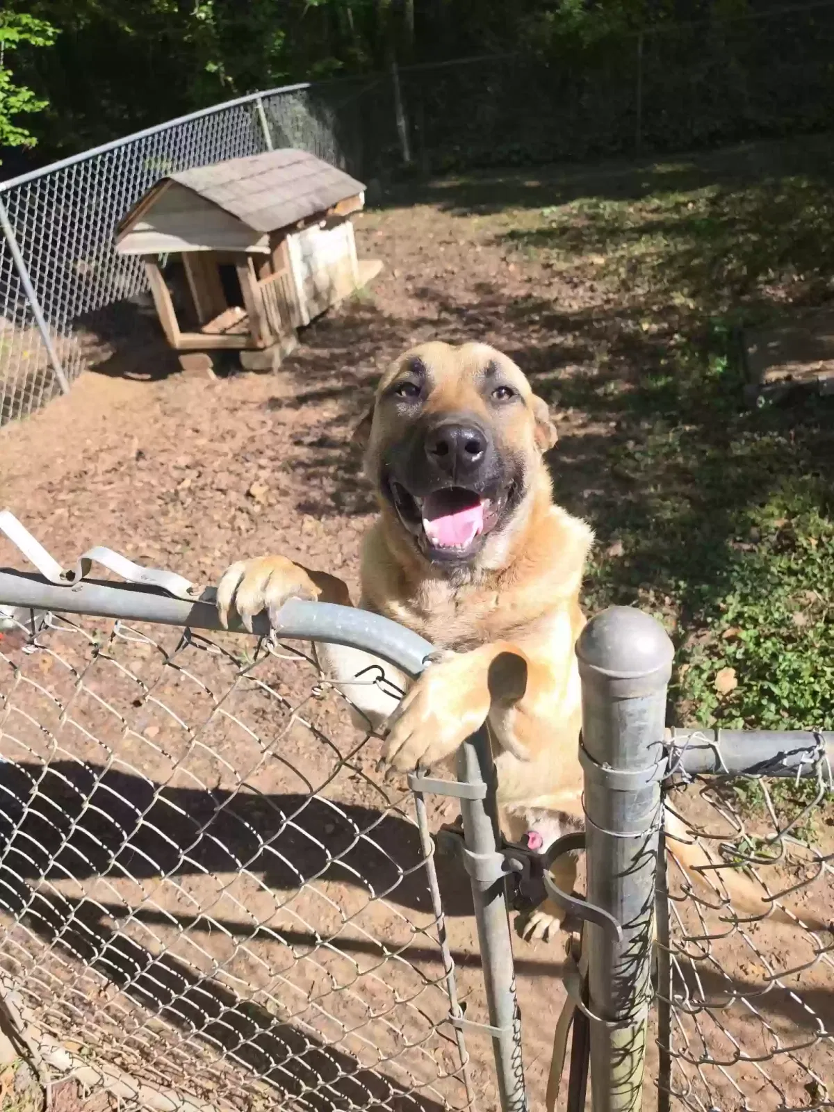 Rebel, German Shepherd- Pit Bull mix Dog for adoption in Gainesville, GA, 30506