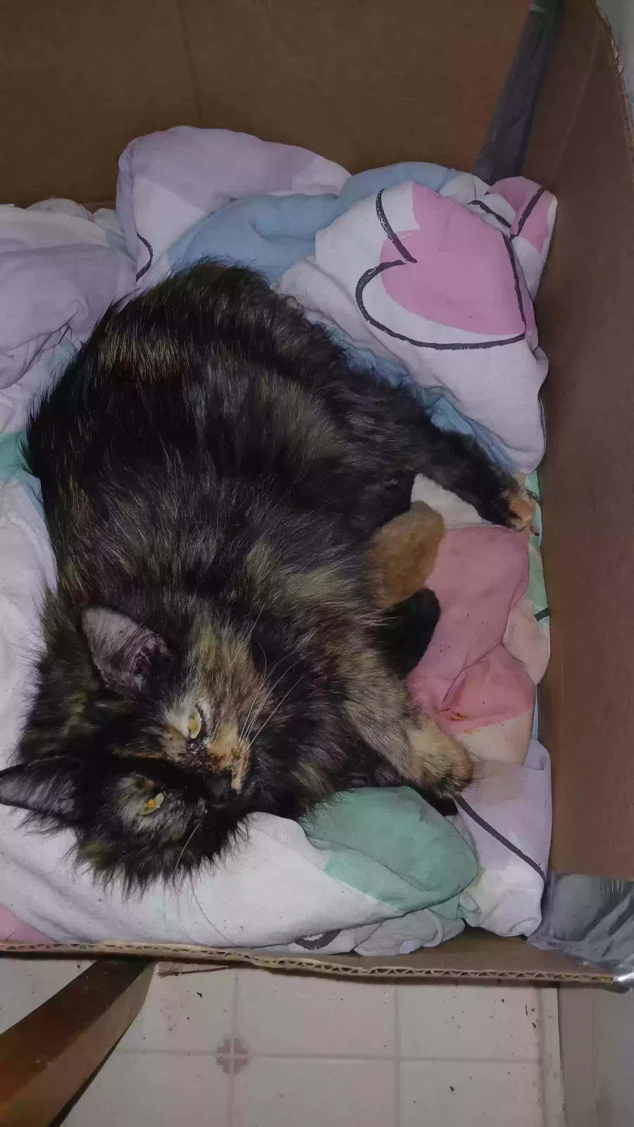 Shade, Domestic long hair Cat for adoption in Sandy Level, VA, 24161