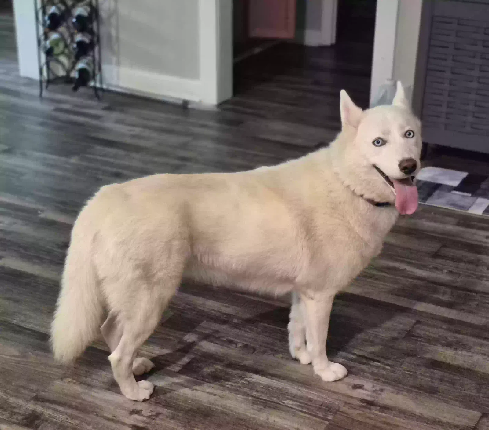 Willow, Siberian Husky Dog for adoption in Statesboro, GA, 30458