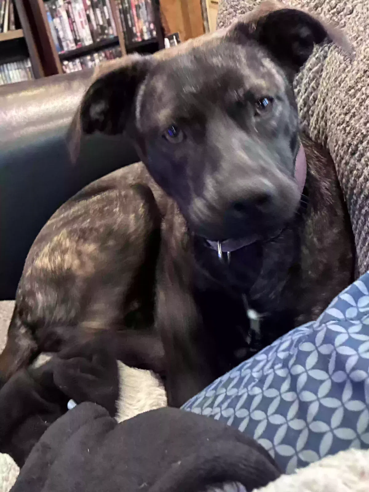 Petra, Mixed Dog for adoption in Worthville, KY, 41098