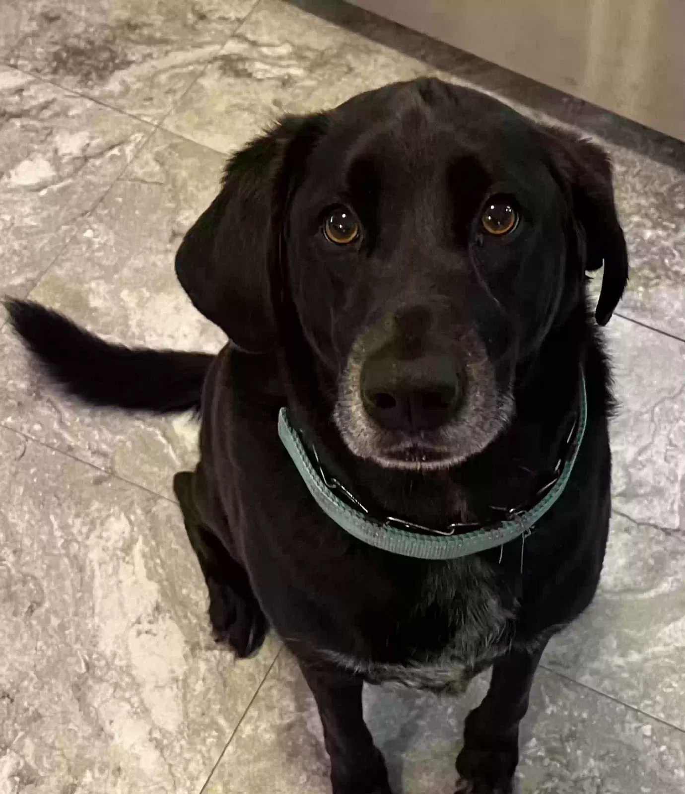 Dog, Unknown Dog for adoption in Festus, MO, 63028