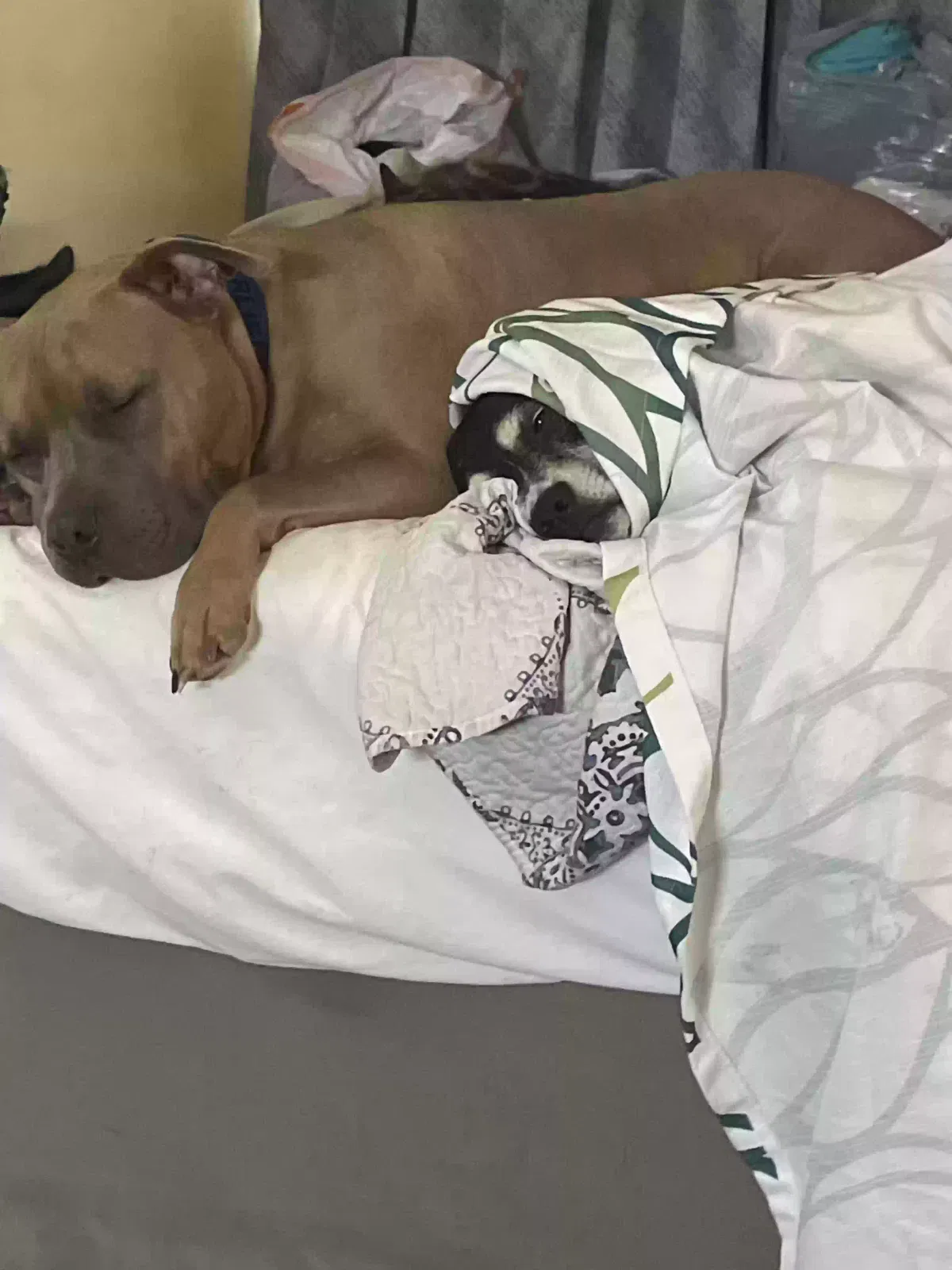 Blue, Pit Dog for adoption in Hampton, VA, 23666