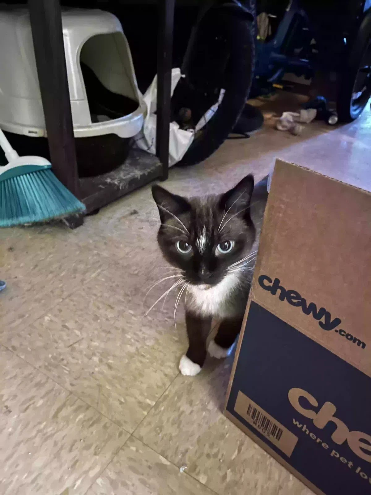 Sugar Foot, Persian? Cat for adoption in Minneapolis, MN, 55417