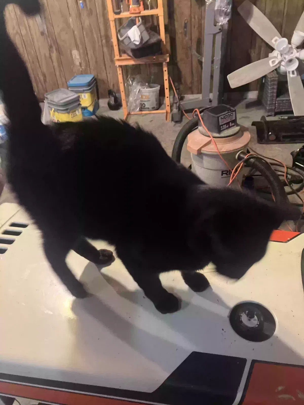 Hermie, Unknown Cat for adoption in Owenton, KY, 40359