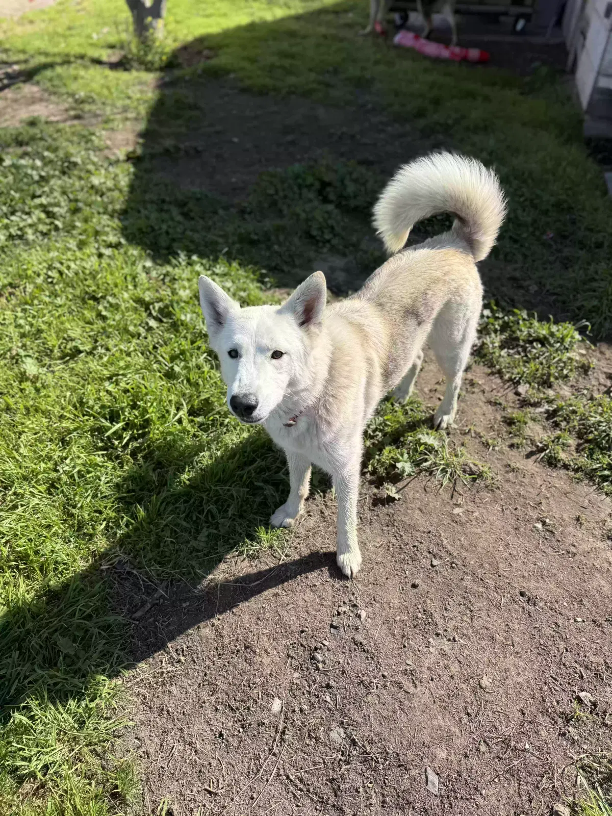 Wesson, German shepherd husky mix Dog for adoption in Modesto, CA, 95357