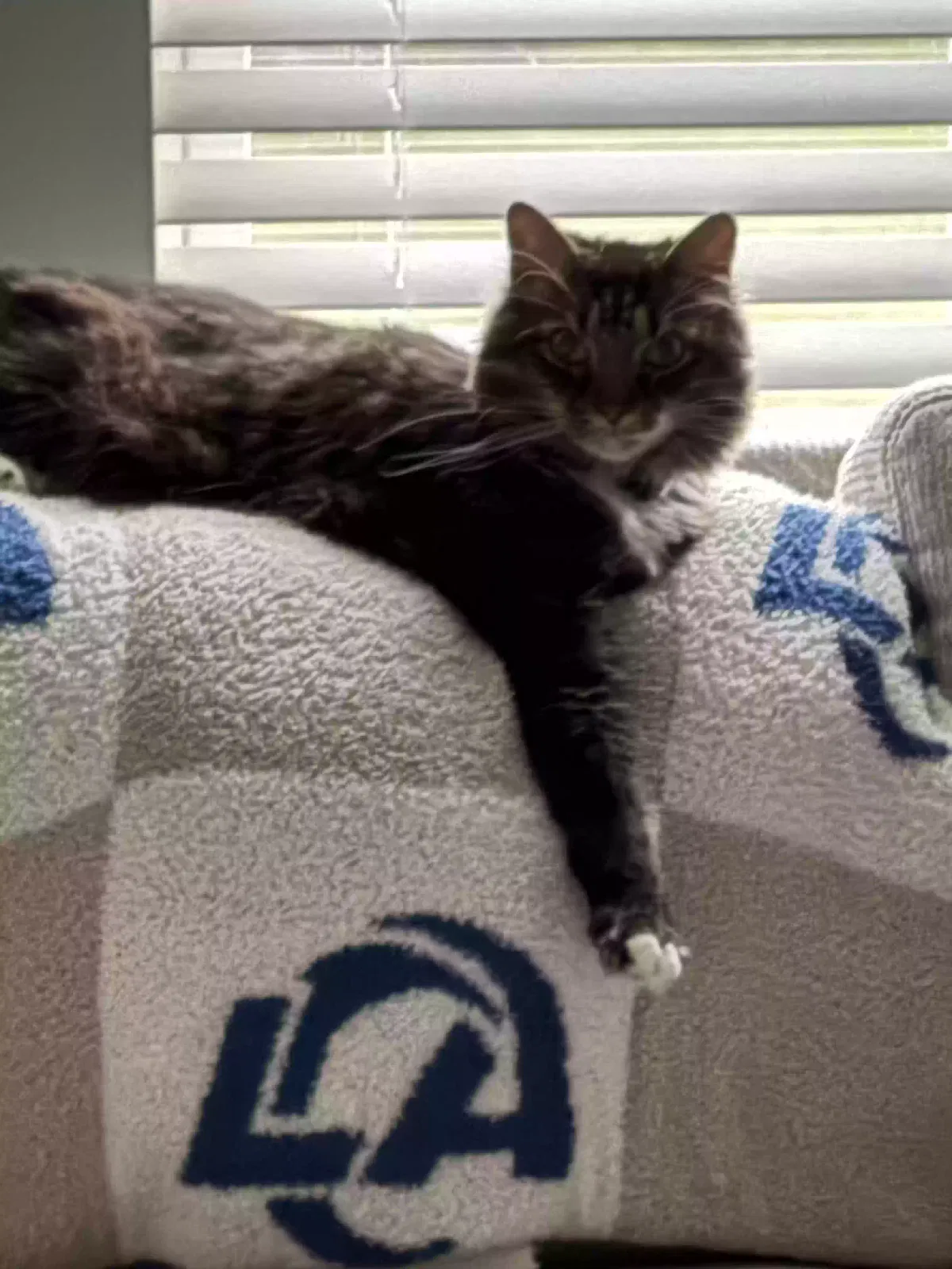 Ash, Tabby Cat for adoption in Dawsonville, GA, 30534