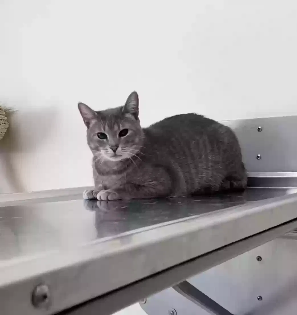 Grady, american short hair Cat for adoption in Baltimore, MD, 21201