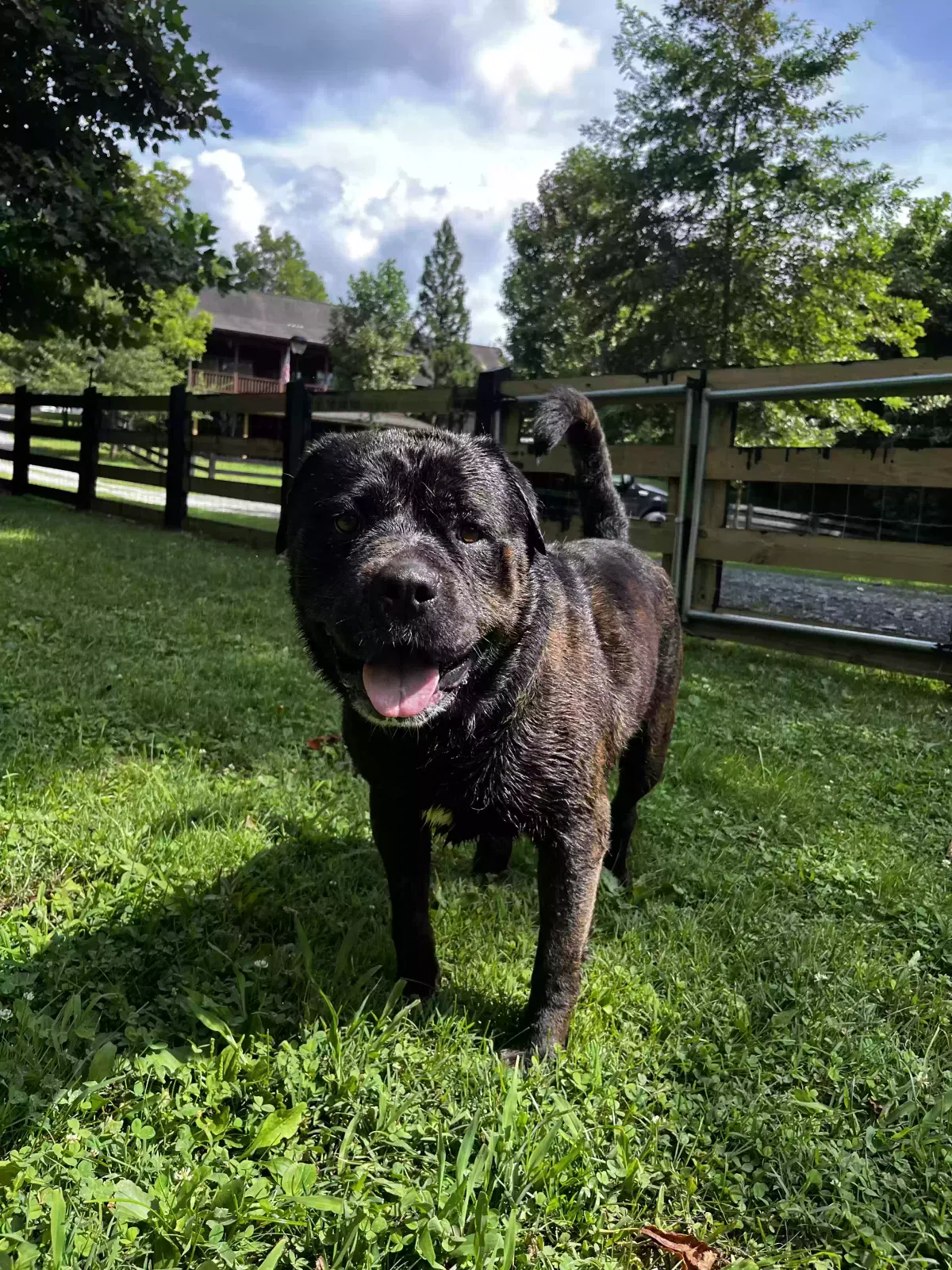 Tutu, Neapolitan Mastiff Mix Dog for adoption in New Port Richey, FL, 34655