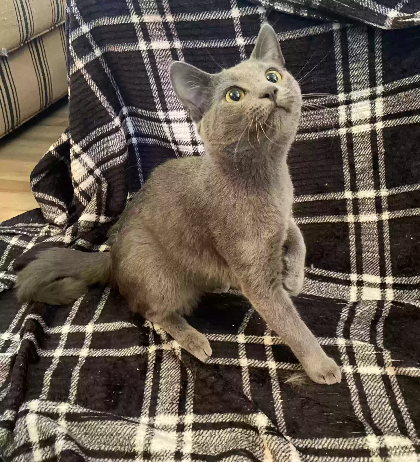 Inoskue, Unknown Cat for adoption in Hiawassee, GA, 30546