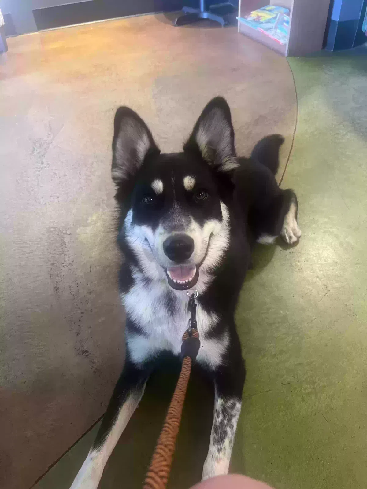 Cash, Husky/Australian Shepherd Dog for adoption in Monroe, WA, 98272