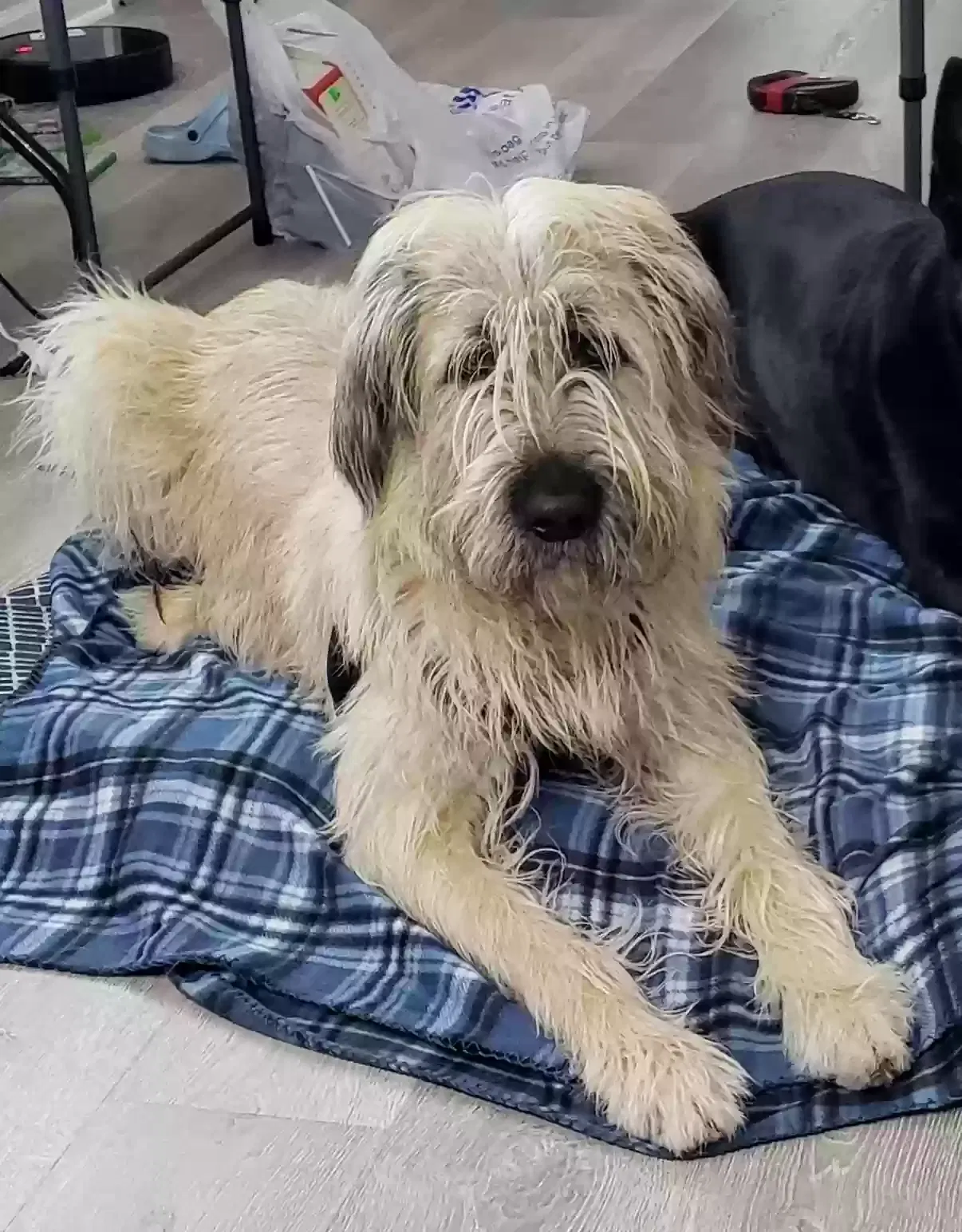 Wolfee, Wheaton Terrier Mix Dog for adoption in Lilburn, GA, 30047