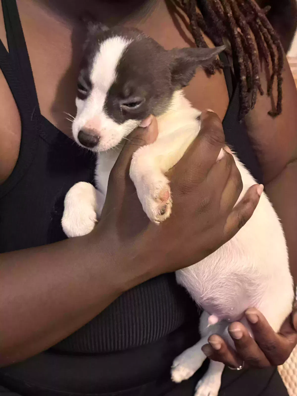 Coco Oreo GoGo white chocolate and more, Pomeranians mixed Chippoodles Dog for adoption in Marietta, GA, 30008