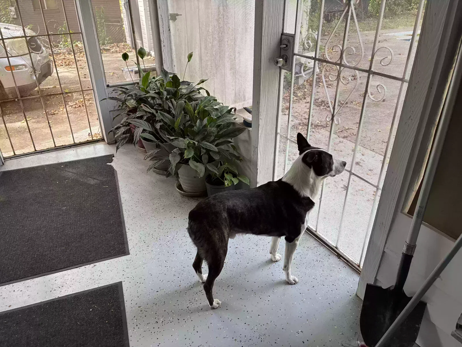 Harley, Mixed, Sheltie/Boston Terrier Dog for adoption in Mendenhall, MS, 39114