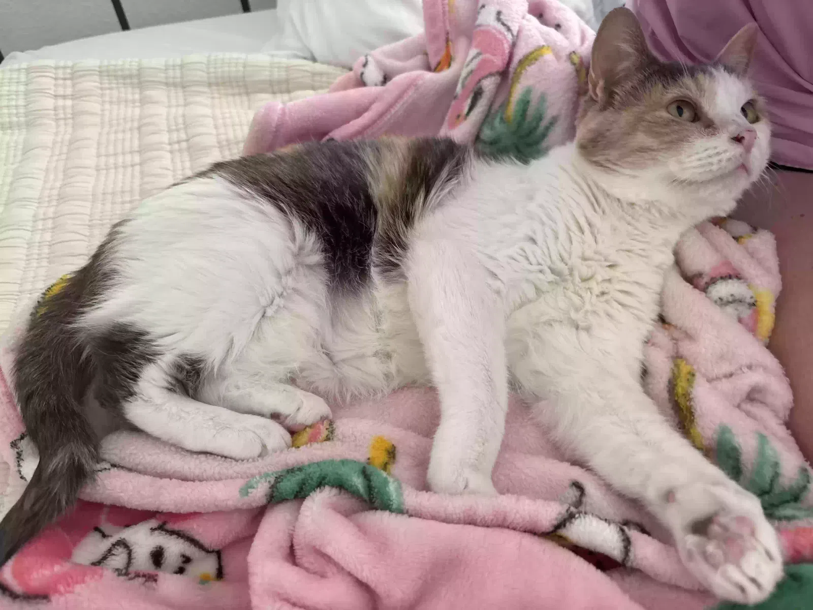 Zinnia, Unknown Cat for adoption in Henderson, NV, 89012