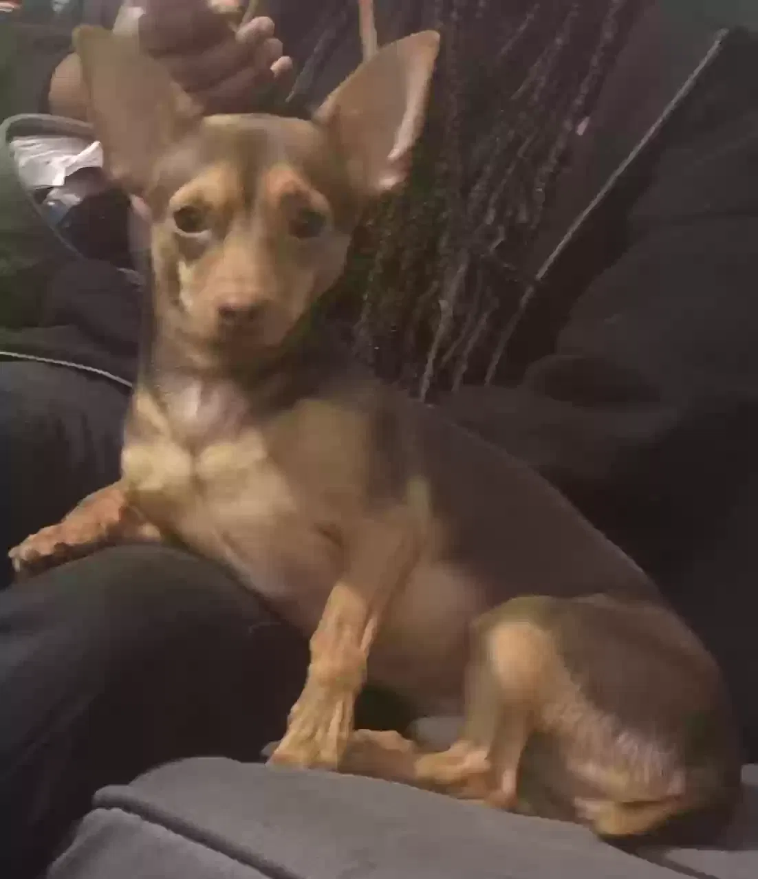 Onyx, Chihuahua Dog for adoption in Teaneck, NJ, 07666