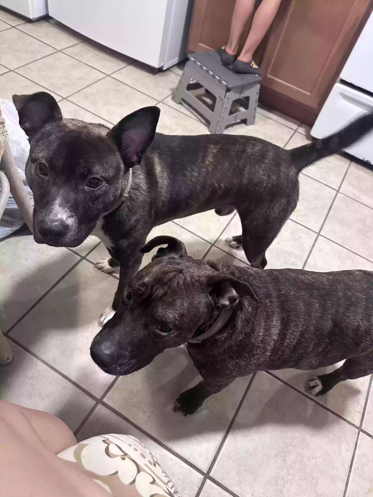 Pablo and cooper, American staffordshire terrier mix and husky terrier mix Dog for adoption in Zebulon, NC, 27597