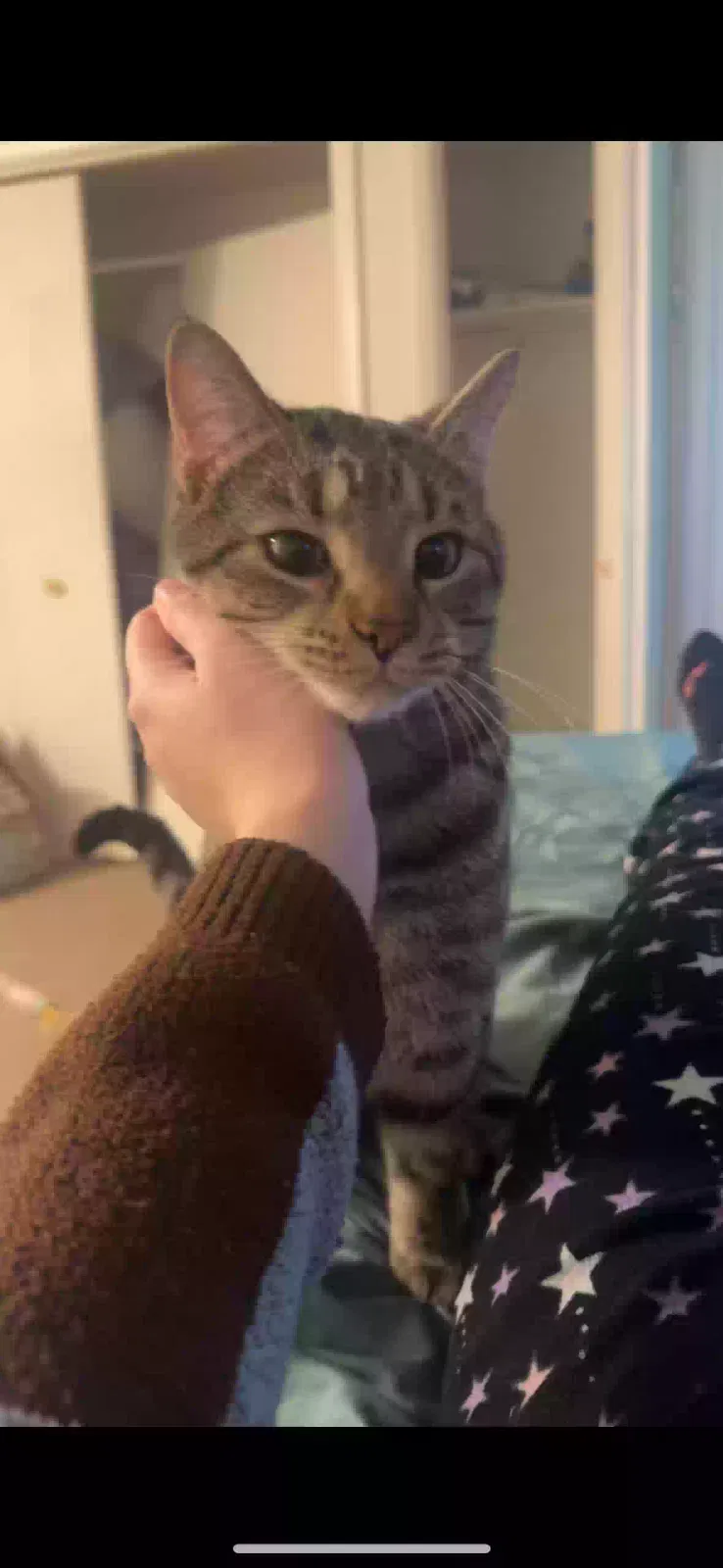 Frodo, Unknown Cat for adoption in Egg Harbor Township, NJ, 8234