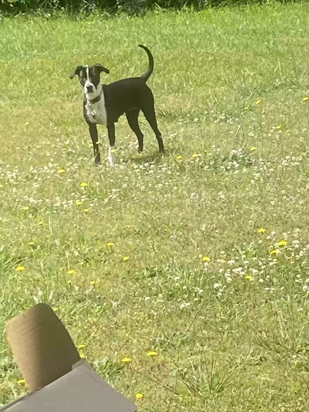 Bella, Pit Dog for adoption in Hampton, GA, 30228
