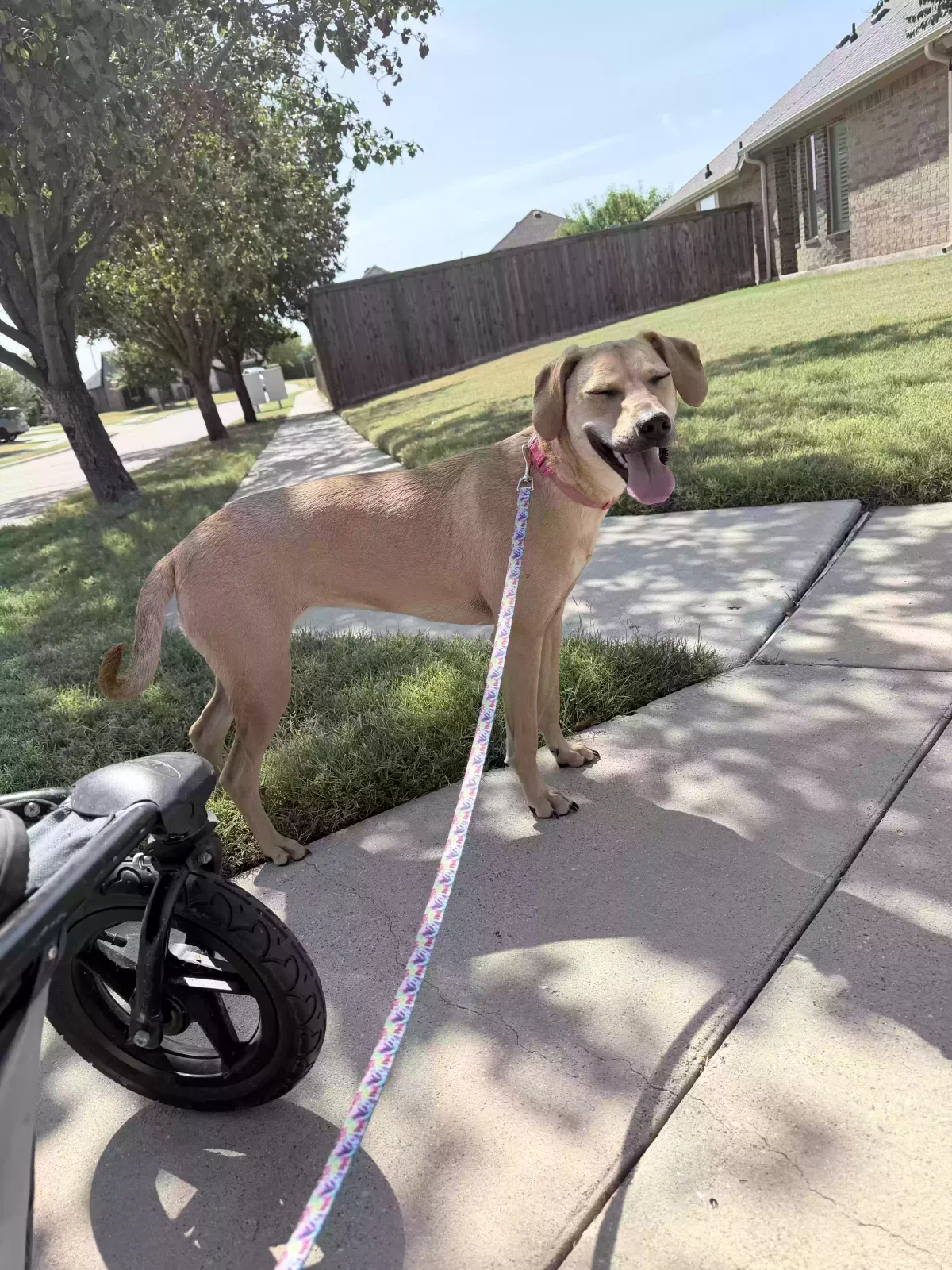 Lady, Black mouth cur mix Dog for adoption in Crandall, TX, 75114