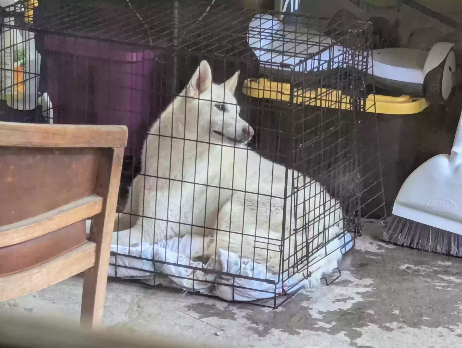Dog, White husky Dog for adoption in Dalton, GA, 30721
