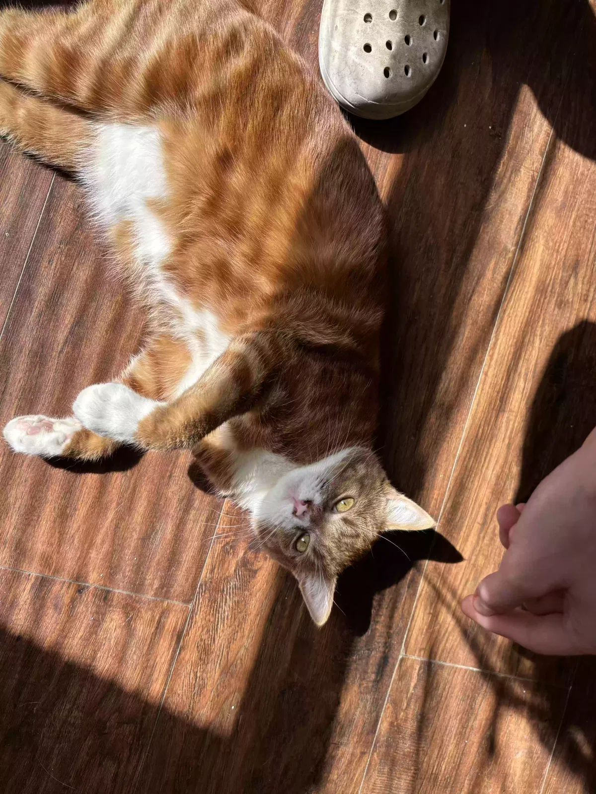 Sunny D, orange tabby Cat for adoption in Stockton, CA, 95203
