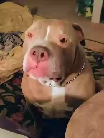Al Capone, pitbull Dog for adoption in Upland, CA, 91786