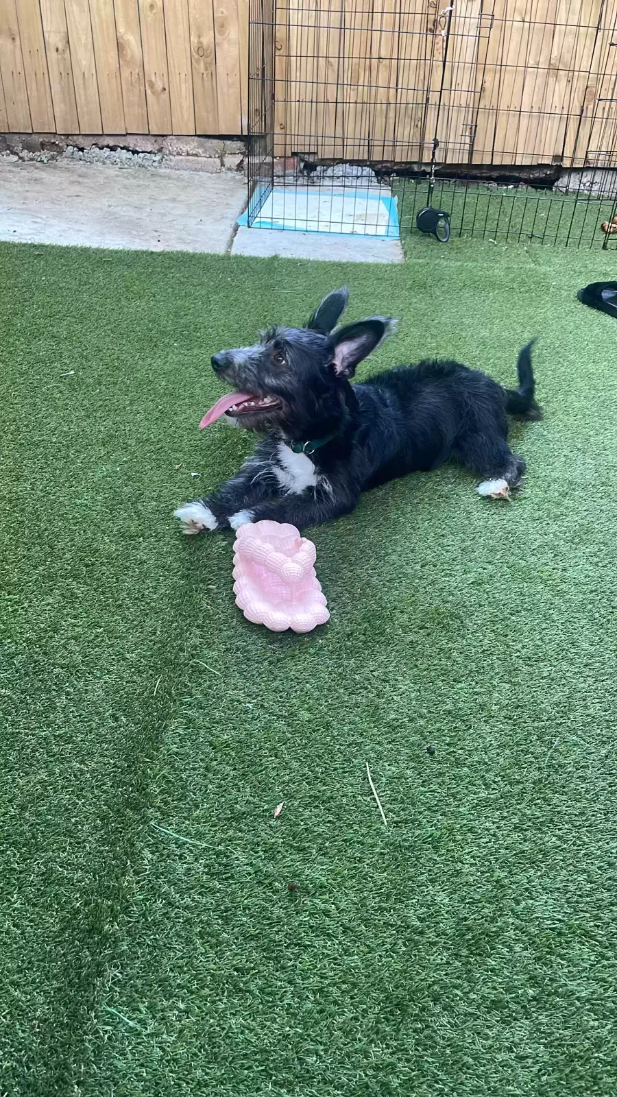 Kingston, Corgi/Poodle mix Dog for adoption in Wilmington, DE, 19805