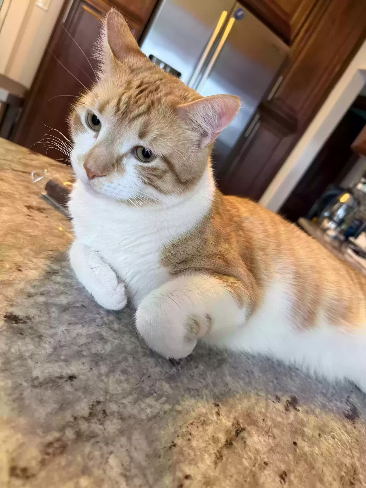 Milo, Unknown Cat for adoption in Valley Stream, NY, 11580