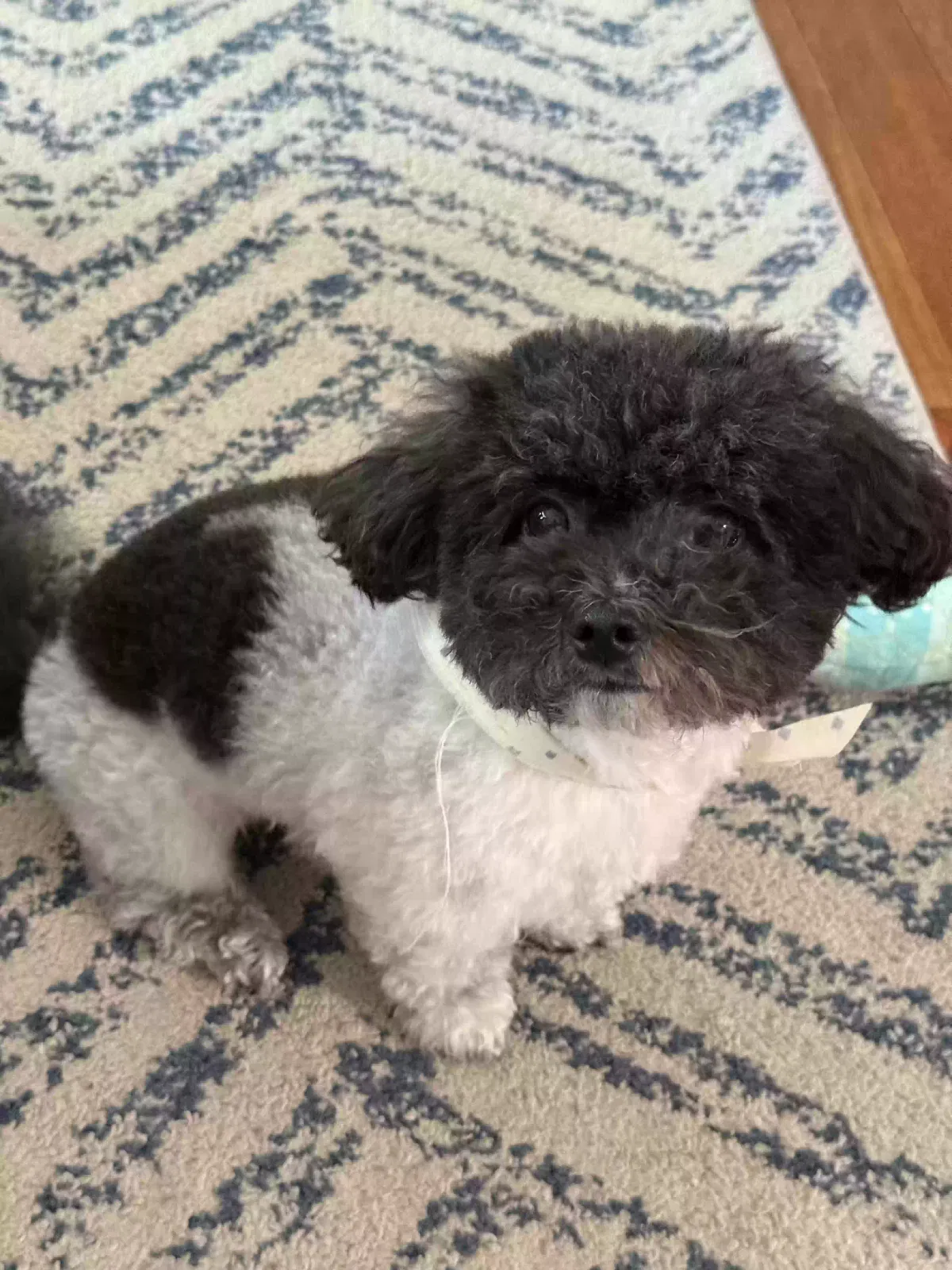 Bayleigh, Bichon Poodle Dog for adoption in Lanham, MD, 20706