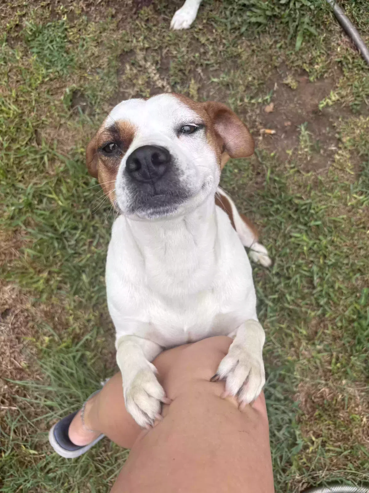 Baby girlie, Mixed breed Dog for adoption in Orangeburg, SC, 29118
