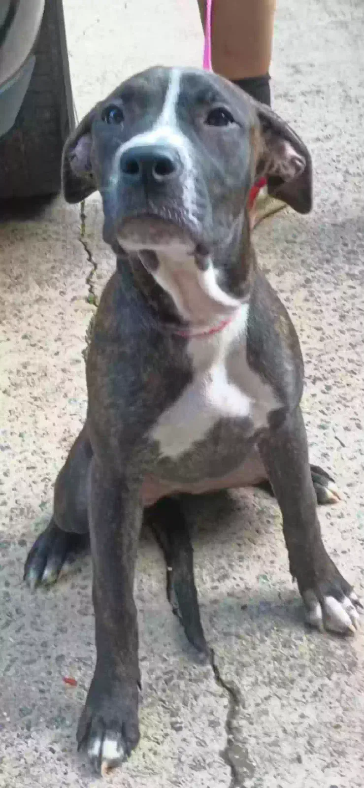 Daisy, Unknown Dog for adoption in Lilburn, GA, 30047