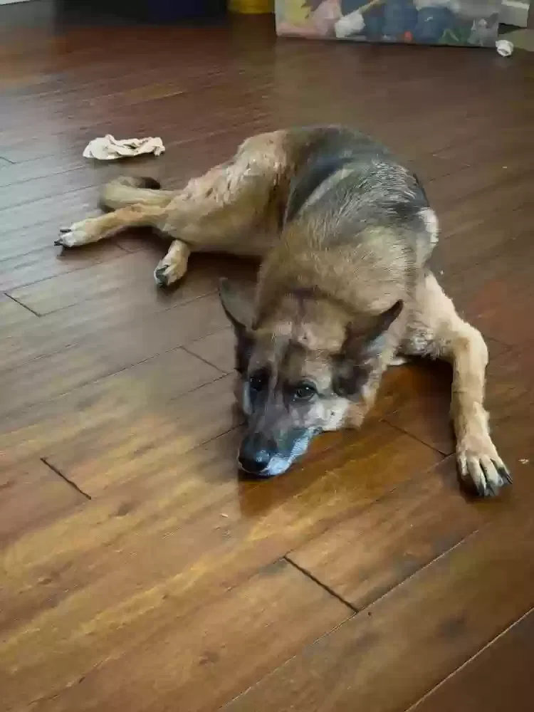 Raven, GERMAN SHEPHERD Dog for adoption in Olympia, WA, 98501