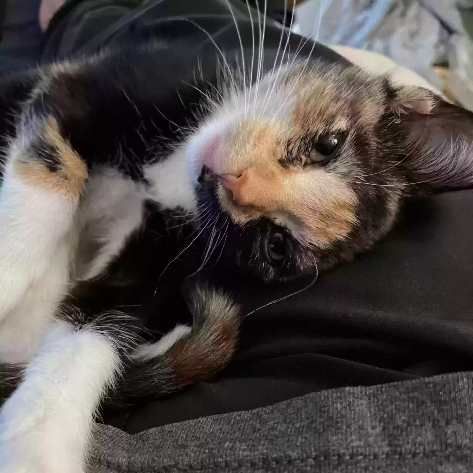 Maisie, Calico Cat for adoption in Buford, GA, 30519