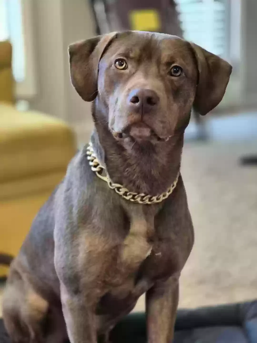 Levi, Unknown Dog for adoption in Lawrenceville, GA, 30044