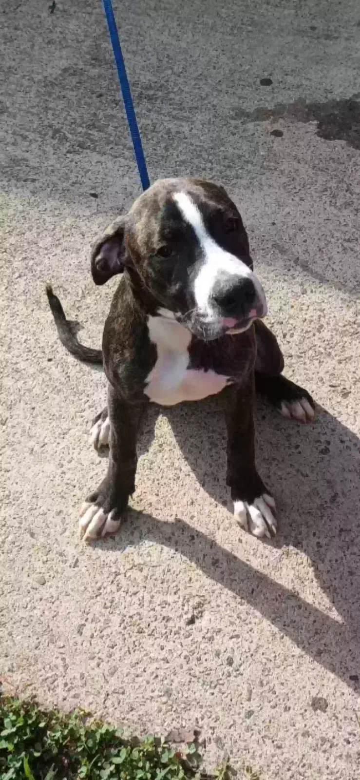 Rafael, Pitbull terrier Dog for adoption in Lilburn, GA, 30047